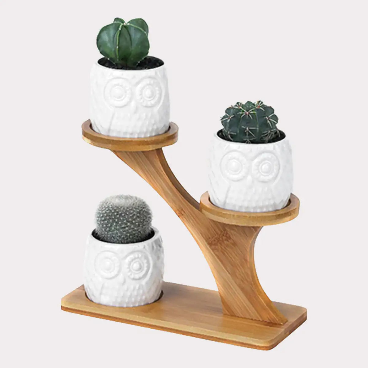 Succulent pots for living room plant display”