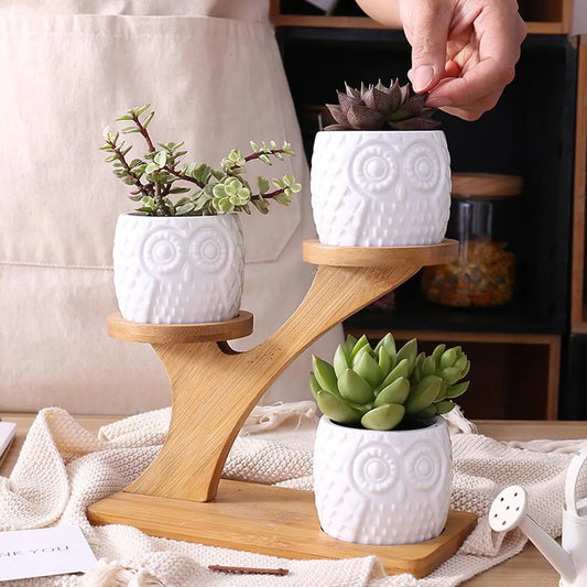 Succulent pots for living room plant display”